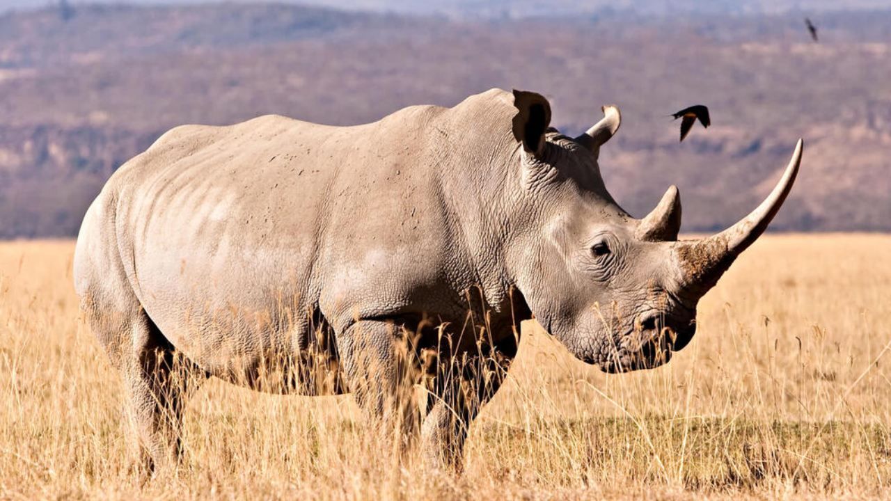 Çığır açıcı adım: 24 milyon yıllık fosillerden protein çıkarıldı