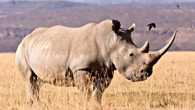 Çığır açıcı adım: 24 milyon yıllık fosillerden protein çıkarıldı