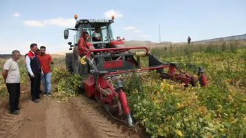 Kuru fasulyenin hasadına başlandı