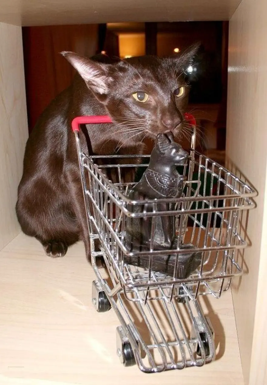 İnternetin yeni fenomenleri 55