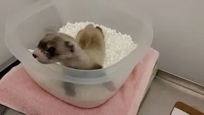 Nesli tükenmekte olan dağ gelinciği klonlandı