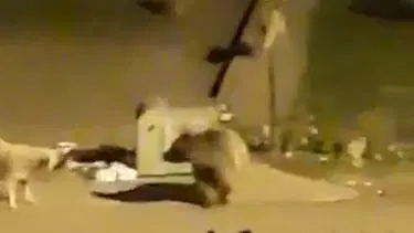 Aç kalan ayı, çöp konteynerinde yiyecek aradı