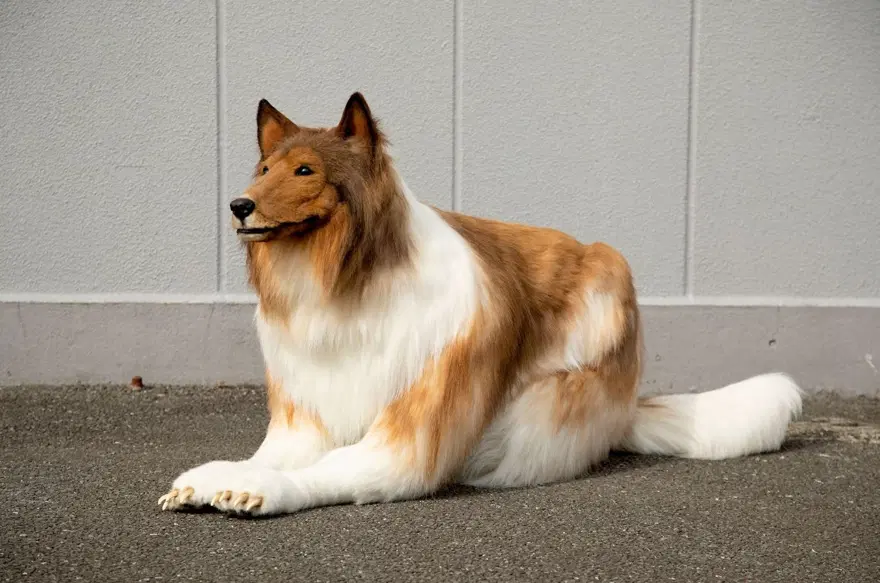 KÖPEK OLMA HAYALİNİ GERÇEKLEŞTİRDİ 2 KÖPEK OLMA HAYALİNİ GERÇEKLEŞTİRDİ 2