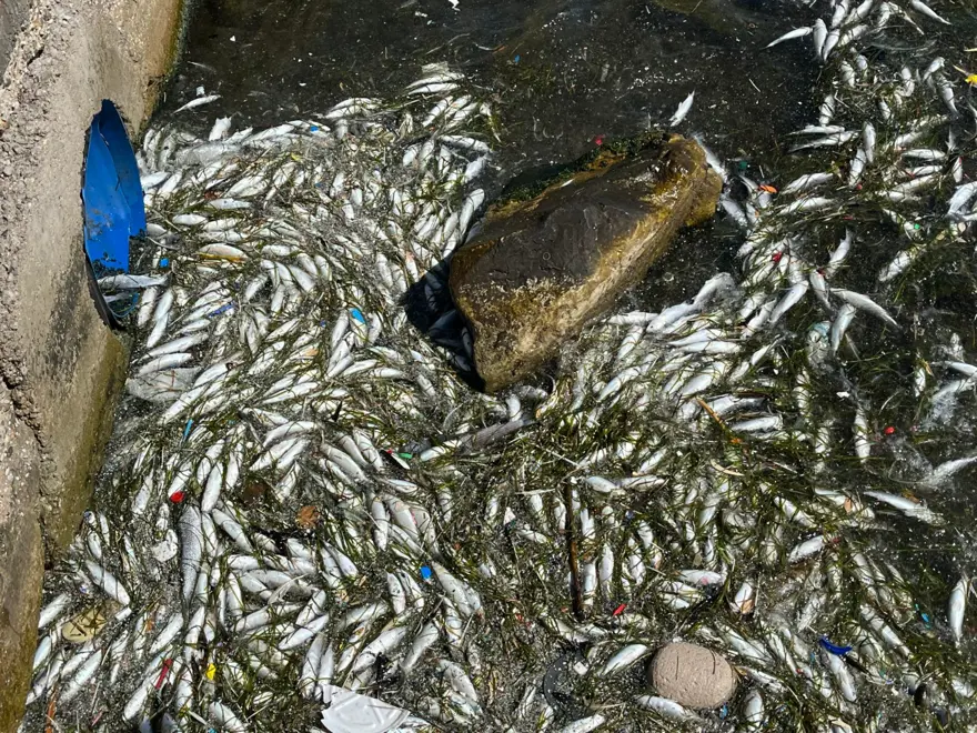 İzmir Körfezi'nde endişelendiren görüntü: Balık ölümleri başladı 6