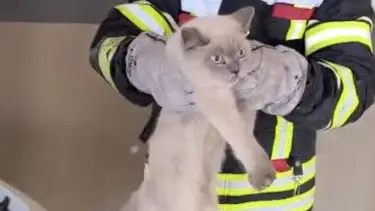 Osmaniye'de kedi kurtarma operasonu