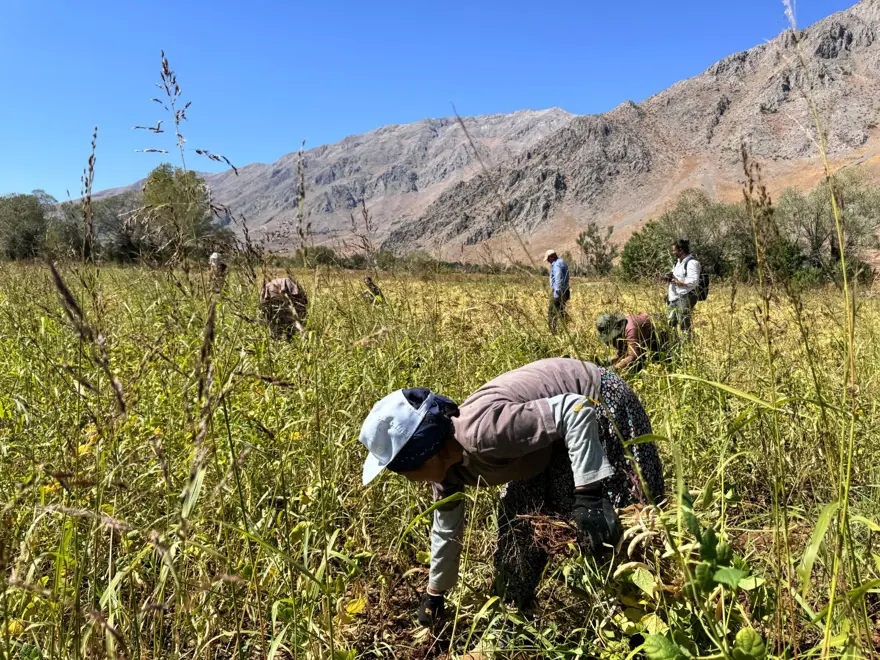 Tarladan sofraya geliyor: Kadınların el emeğiyle toplanmaya başladı Tarladan sofraya geliyor: Kadınların el emeğiyle toplanmaya başladı