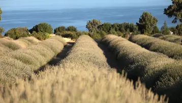 Yağmur suyuyla yetişiyor, yurt dışına ihraç ediliyor
