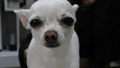 Gece horlamasıyla sahibini uyutmayan "Mini"