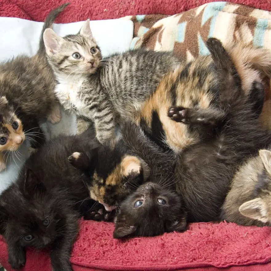 Hayatını kedileri kurtarmaya adadı 26