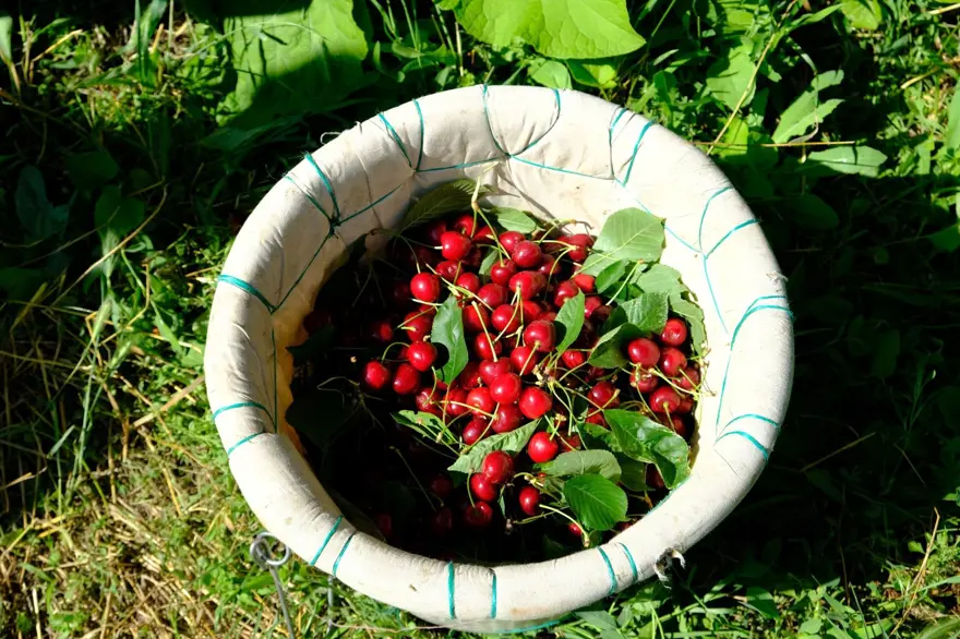 Rekolte düşüşü sonrası fiyat uçtu: Kirazı zirai don vurdu 2 Rekolte düşüşü sonrası fiyat uçtu: Kirazı zirai don vurdu 2