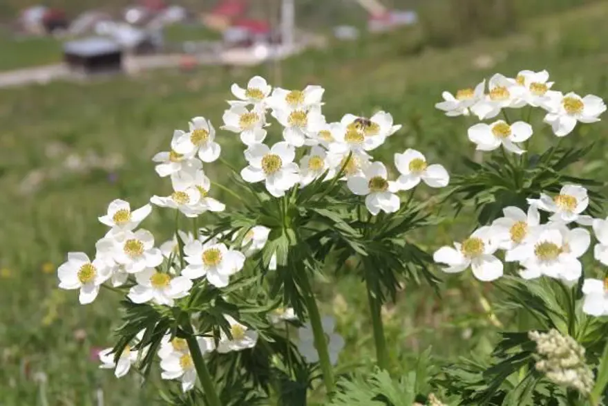 Anzer balında üretim sezonu açıldı 7