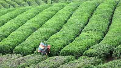 Çay tarlası olanlar dikkat! 25 kilograma düştü