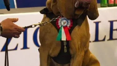 Arama köpeğine suikast gibi saldırı: Çivili sosisle öldürüldü