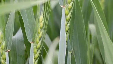 Pas hastalığı nedir, zararları nelerdir? Pas hastalığı neden olur?