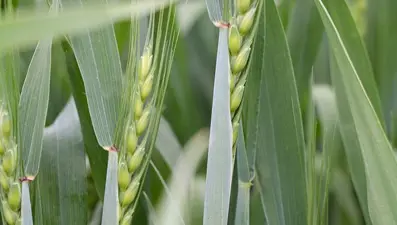 Pas hastalığı nedir, zararları nelerdir? Pas hastalığı neden olur?