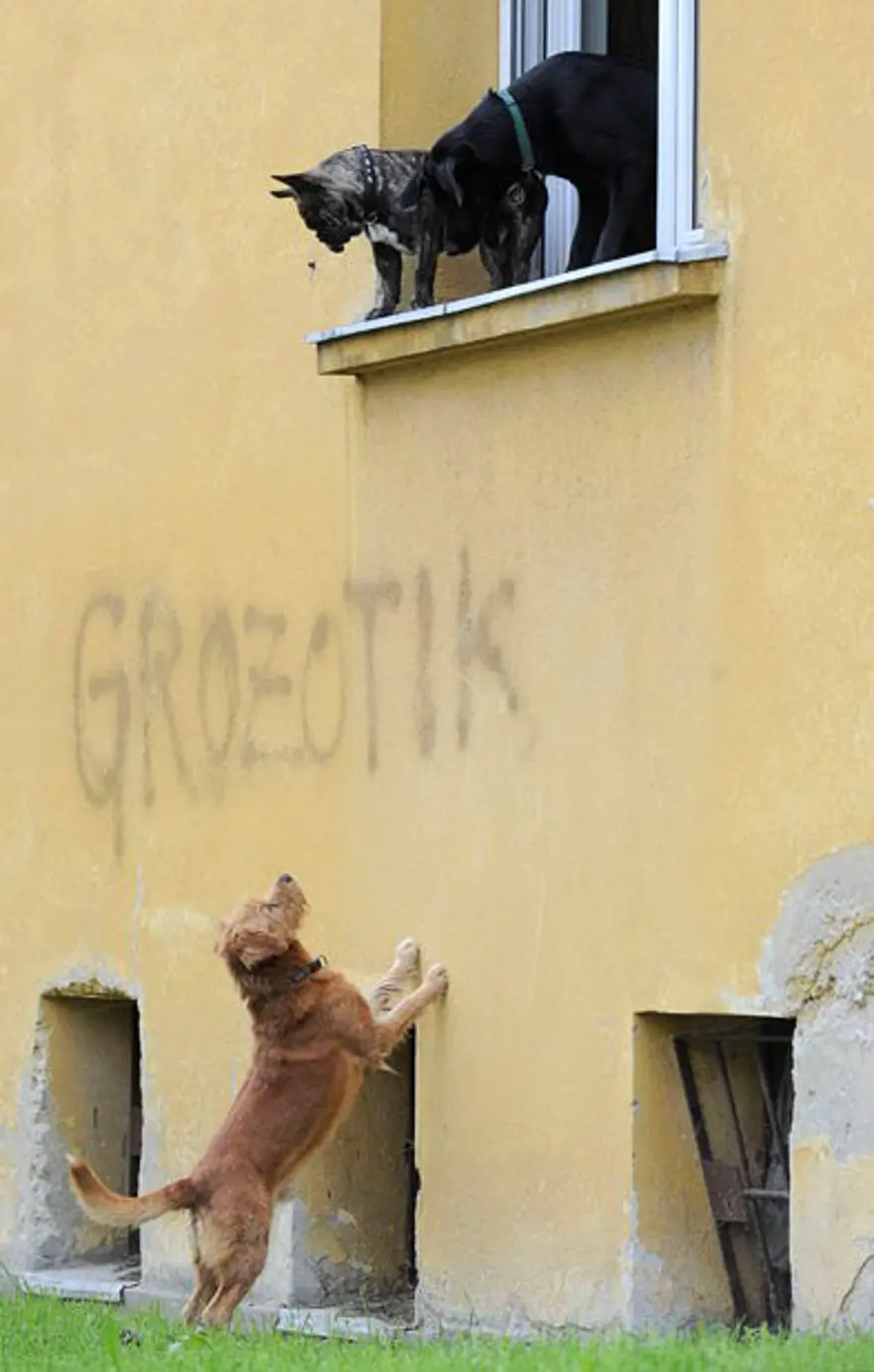 Pazar neşesi 21