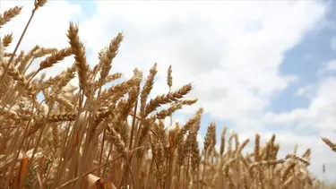 Buğday fiyatlarında yükseliş