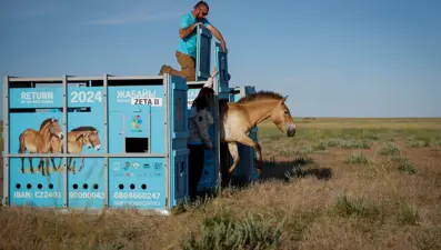 Türünün son örnekleri: Yabani atlar iki asır sonra Kazakistan bozkırlarında