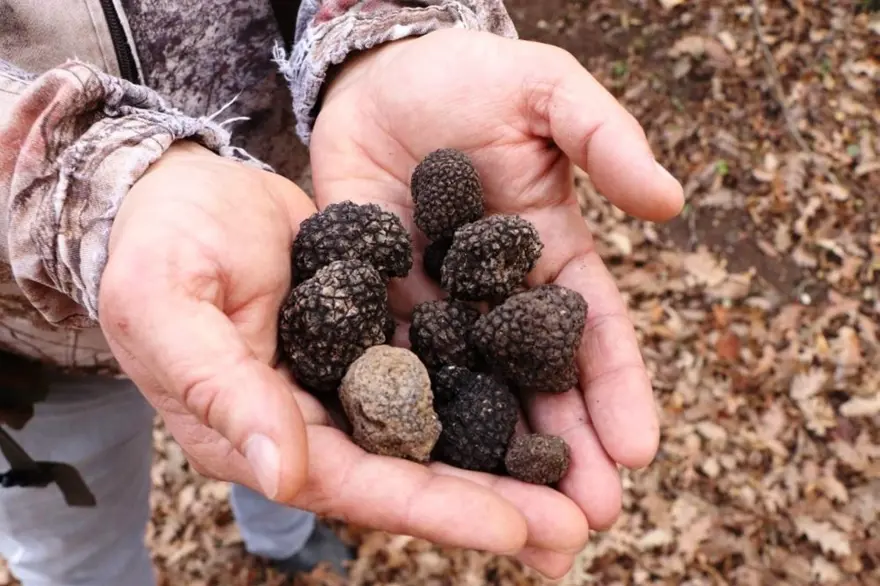 1,2 milyon TL gelir elde edildi: Üretimi sürüyor 1,2 milyon TL gelir elde edildi: Üretimi sürüyor