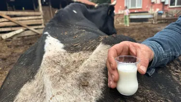 Şap vurdu: 35 litre süt veren sığırdan bir çay bardağı süt aldı