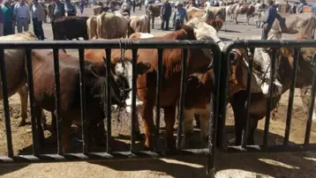 Bayburt'ta şap alarmı: 14 köy ve 4 mahalle karantina altına alındı