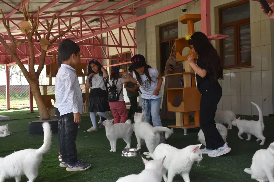 Van kedileri için koruma projesi: Yavru sayıları her yıl artacak Van kedileri için koruma projesi: Yavru sayıları her yıl artacak