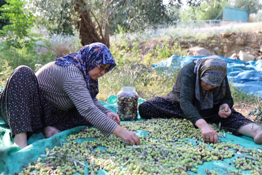 Ata yadigarı ağaçlardan toplanıyor: 5 kilodan 1 kilo yağ çıkıyor 4