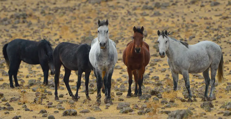 Tunceli'de özgürlüğün sembolü 'Yılkı atları' havadan görüntülendi 3