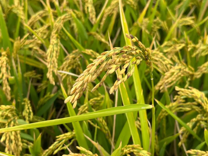 Türkiye’nin en verimli tarım ovalarından biri: Çeltik hasadı başladı 3 Türkiye’nin en verimli tarım ovalarından biri: Çeltik hasadı başladı 3