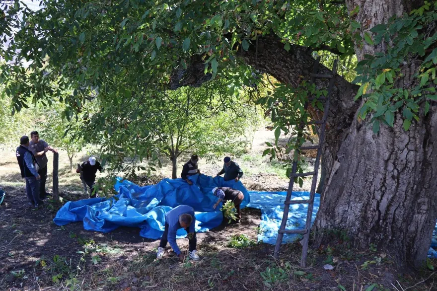 Mahalle sakinleri  "imamın cevizi" olarak da biliyor:  Dallardan topladılar 2