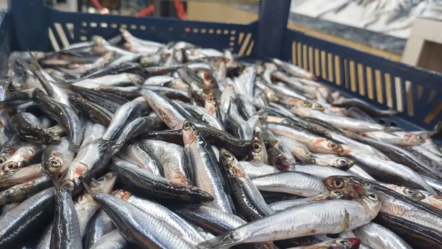 Tezgaha indi, yoğun ilgi görüyor: Kilosu 100 TL ile 200 TL arasında 1