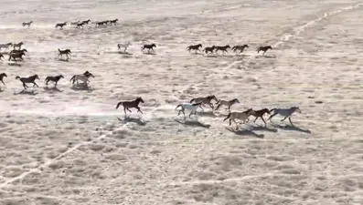 Ovadaki ''vahşi güzellerin'' sayısı bini aştı! Dünyanın dört bir yanından onları görmeye geliyorlar