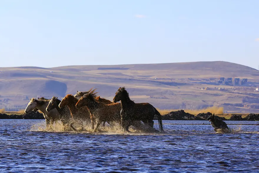 Erciyes eteklerinde yılkı atları 15