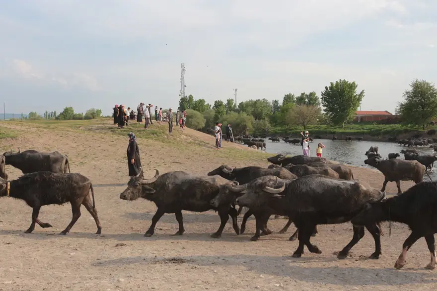 Afrika Serengeti Parkı değil Balıkesir Ovası 8