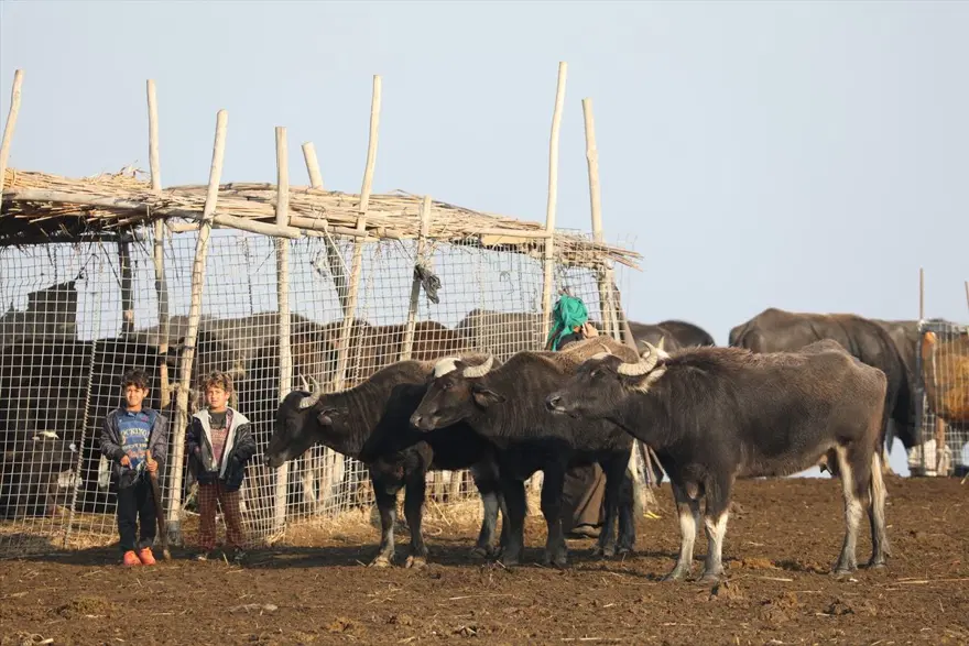 Mezopotamya'nın saklı güzelliği: Bataklıklar 30