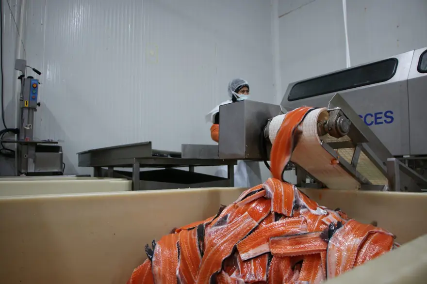 Elazığ'dan dünyaya Türk Somonu 16