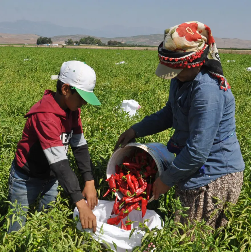 ''Kırmızı altın'' Gaziantep'ten 50 ülkeye satılıyor: Gurbetçilerin yaşadığı bölgelerde daha popüler 3