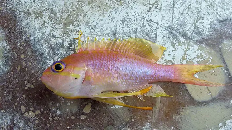 “SÜVEYŞ KANALININ AÇILMASIYLA AKDENİZ’E GEÇMEYE BAŞLADILAR” 1