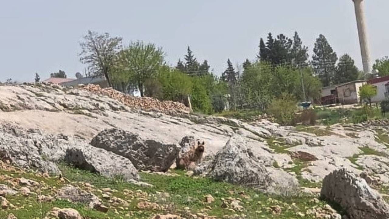 Adıyaman'da çizgili sırtlan görüldü