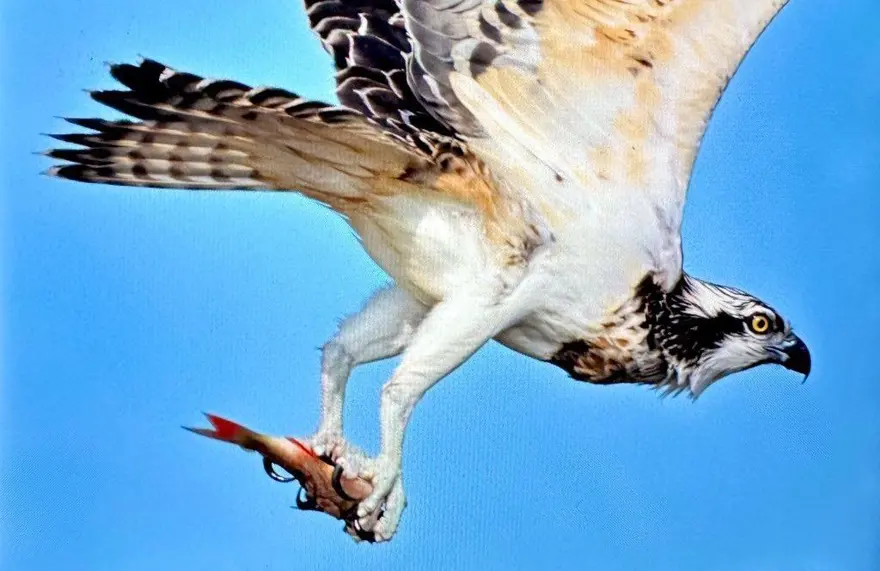 Türkiye’de nadir bulunuyordu: Bursa'da görüntülendi 1