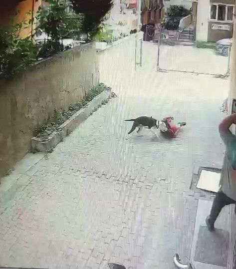 Ataşehir'de pitbull çocuğa saldırdı