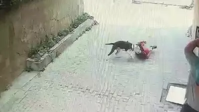 İstanbul'da çocuğa pitbull saldırdı