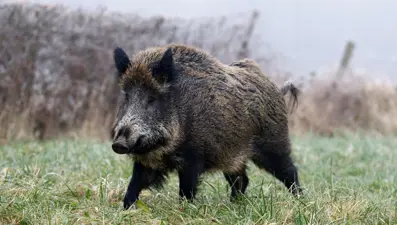 ABD'de mavi et salgını: Yetkililer uyarı yayımladı