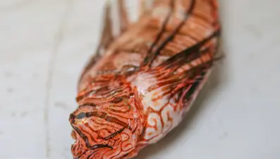 Aslan Balığı Kuzey Ege'ye çıktı