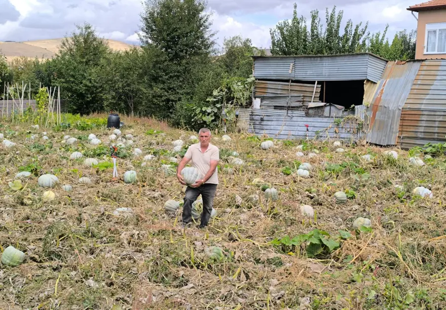 Fiyatıyla yüzleri güldürdü: Hasat başladı, hareketli günler yaşanıyor 1 Fiyatıyla yüzleri güldürdü: Hasat başladı, hareketli günler yaşanıyor 1