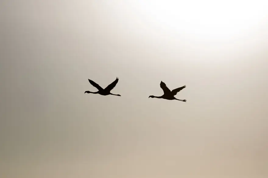 İnsan faaliyetlerinin son kurbanları: Sayıları hızla azalıyor 15 İnsan faaliyetlerinin son kurbanları: Sayıları hızla azalıyor 15