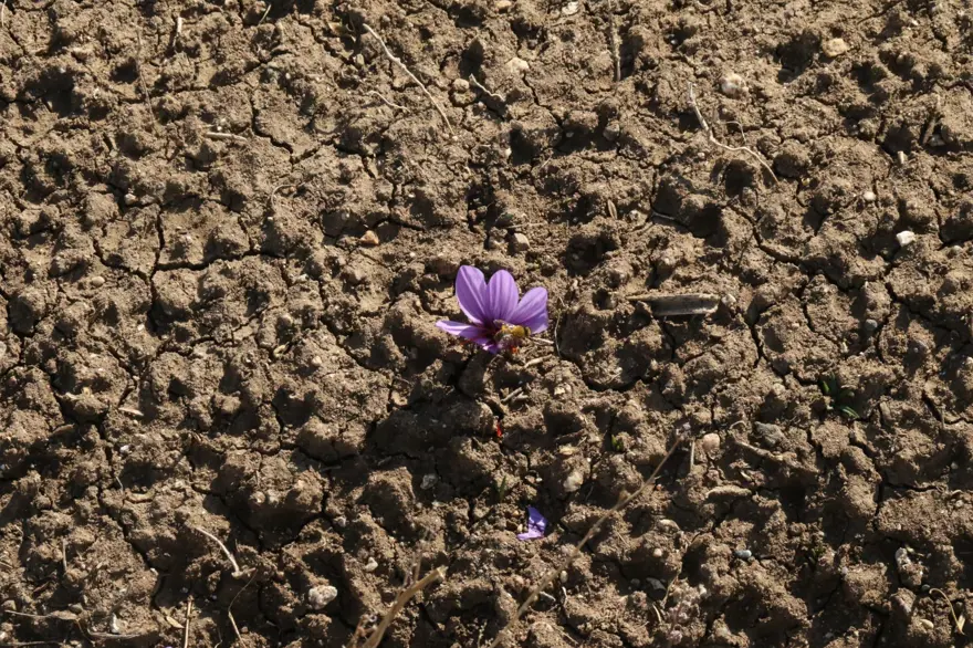 Kilosu 250 bin liradan başlıyor! Kanserden kalp hastalıklarına kadar derman olmadığı dert yok: Köylüler tek tek elleriyle topluyor 5