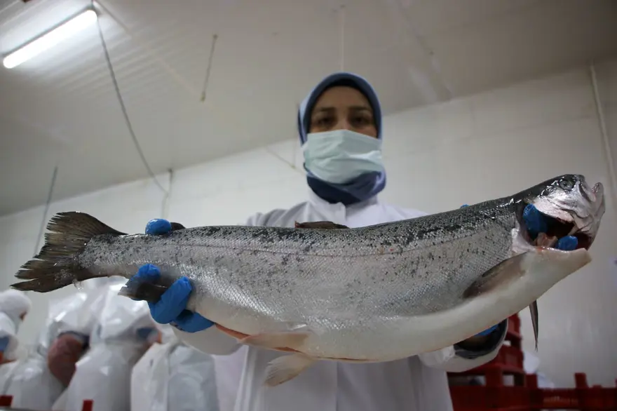 Elazığ'dan dünyaya Türk Somonu 18