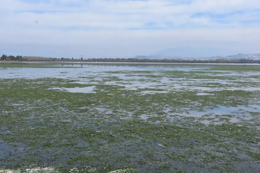 Çakalburnu Lagünü için kritik deniz marulu uyarısı: Son 2 yıldır marullar hiç kalkmadı 10 Çakalburnu Lagünü için kritik deniz marulu uyarısı: Son 2 yıldır marullar hiç kalkmadı 10