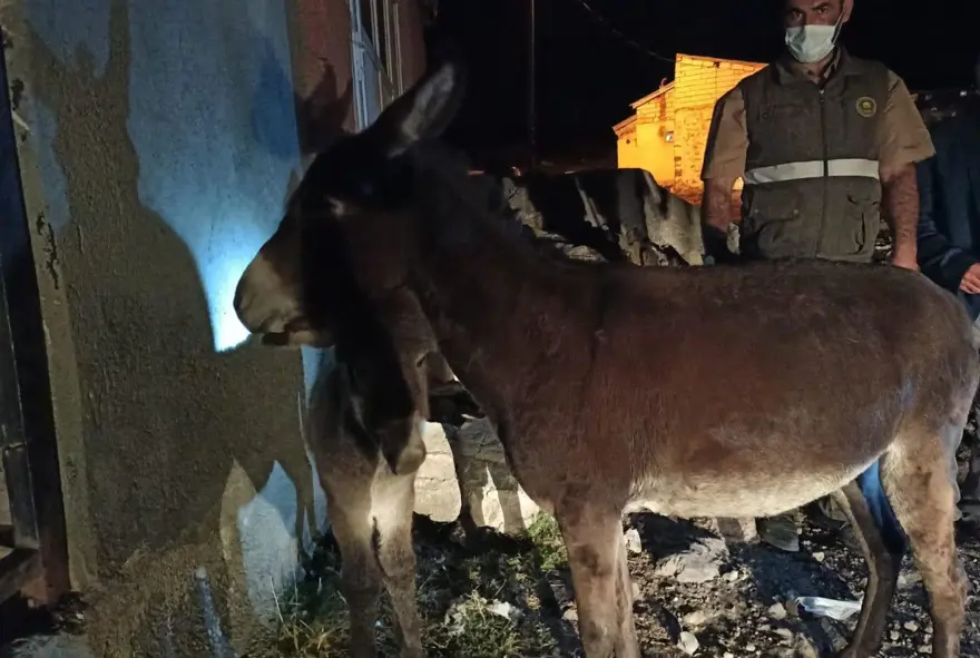 Sıpaya eziyet eden 2 kişiye 947'şer lira ceza 6 Sıpaya eziyet eden 2 kişiye 947'şer lira ceza 6